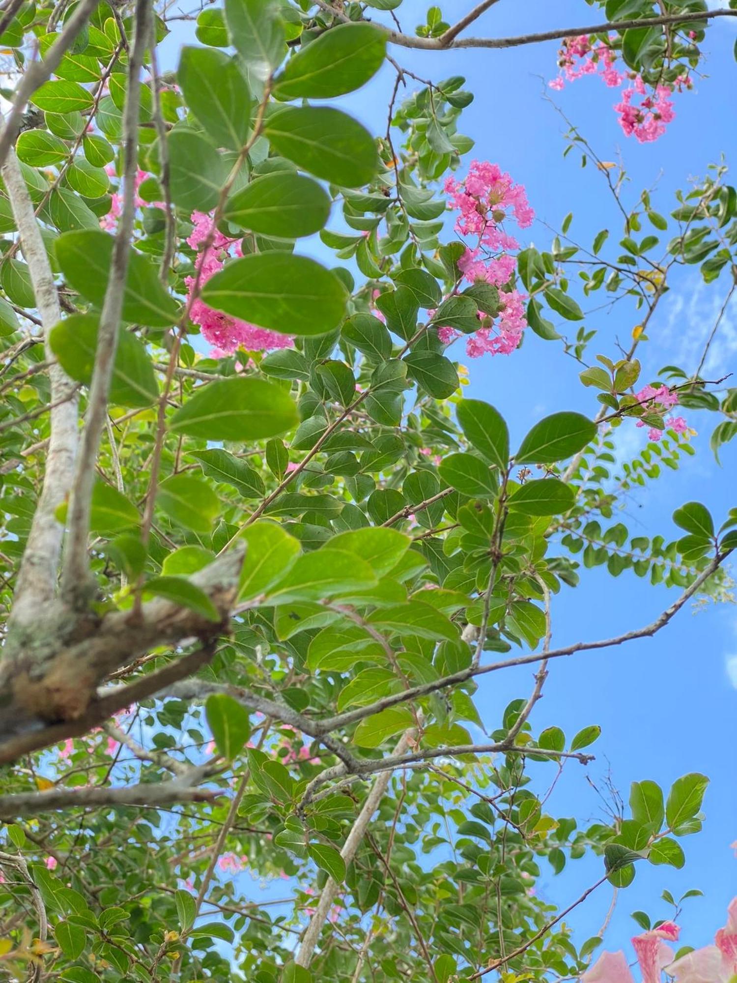 Campo Verde House, La Fortuna De San Carlos Ngoại thất bức ảnh